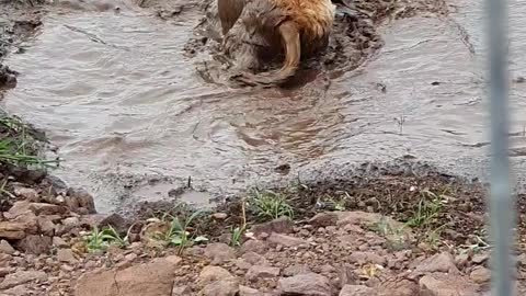 Doggo Found Mud Puddle and Refuses to Listen