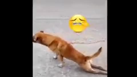 Try Not To Laugh To Hard When you see this doog funny video