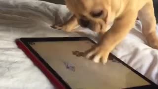 Frenchie puppy furiously plays tablet game
