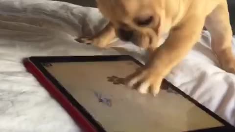 Frenchie puppy furiously plays tablet game