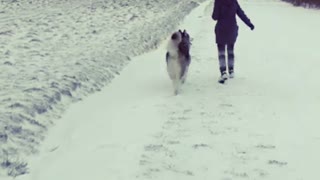 Loki the snow dog