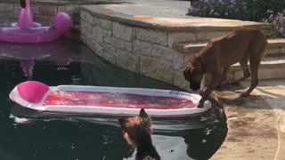 Yorkie and Boxer Use Pool Toy to Get Ball Back
