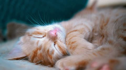 Cute red kitten sleeping on the couch