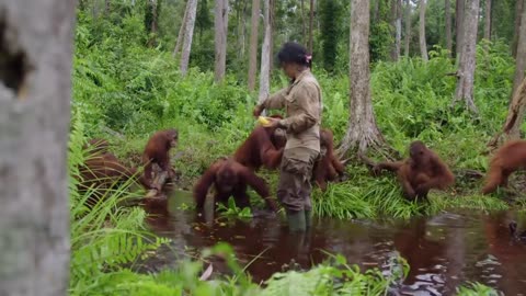 Top 10 Best Orangutan Jungle Videos- Smithsonian Channel
