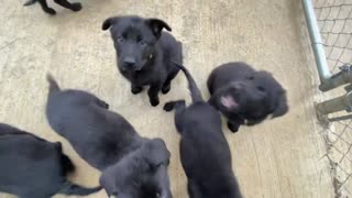 Ten HOWLING baby black German Shepherd Puppies!!!