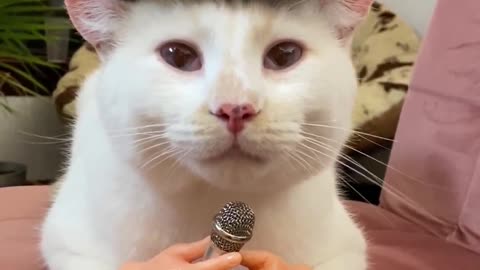 Pringles the Cat Purrs on the Mic