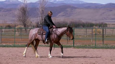 South Steens Gypsy - 2018 Wild Spayed Filly Futurity