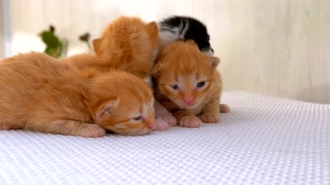 Newborn kitten so cute