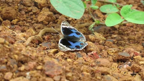 Blue Argus butterfly