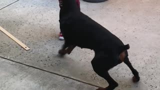 Frisbee Fun with a Furry Friend