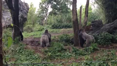 great gorilla fight