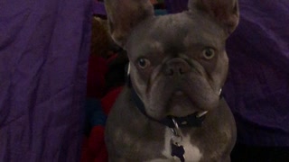 Bruno the French Bulldog