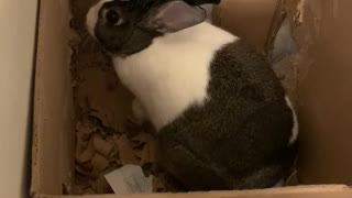 Bunny chewing- prison break