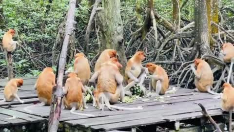 Bekantan ( Proboscis monkey )