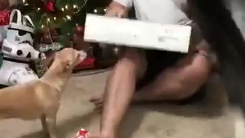 Cat Won't Steal His Joy