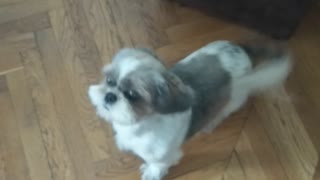 Happy shih tzu