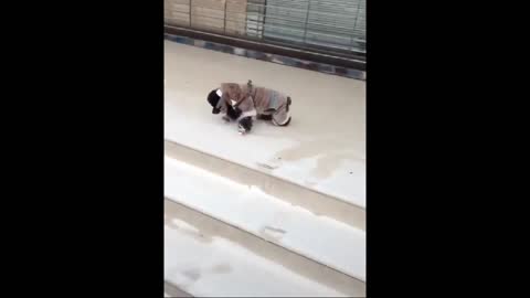 Dogs' curiosity gets him,swept by a water wave!