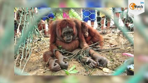 How People Welcomed This Poor Orangutan Mother Will Bring Tears To Your Eyes