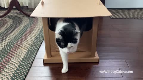Discovering Kitty Cabins