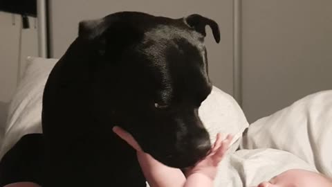 Staffordshire Bull Terrier gently plays with baby boy