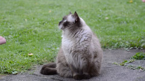 Cat British Shorthair Enjoy Rest