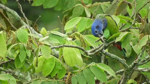 Nature Bird Parrots Plumage Yard
