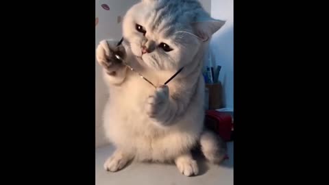 Super Funny Cats - Cat Videos - Cute Kitten - Cat Reaction - Cat Compilation