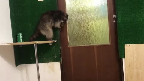 raccoon opens the door