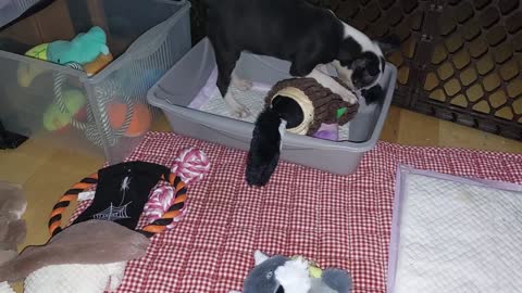 My Boston Terrier puppy Raya Ember when I first got her