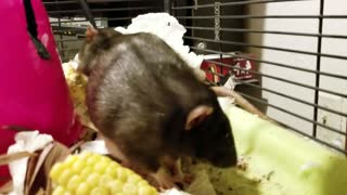 Polite Rat Wipes Face with Napkin
