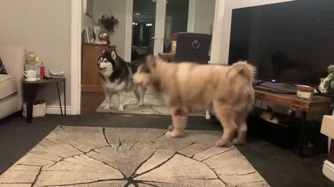 Alaskan malamute excited to seeing his dad come home