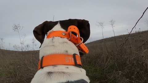 PHEASANT STANDS UP AND STELLA BREAKS POINT!