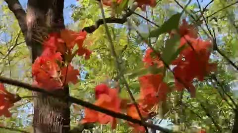 Wild Mountain Flowers