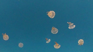 Tiny Jellies floating in tank at Scripts Institute