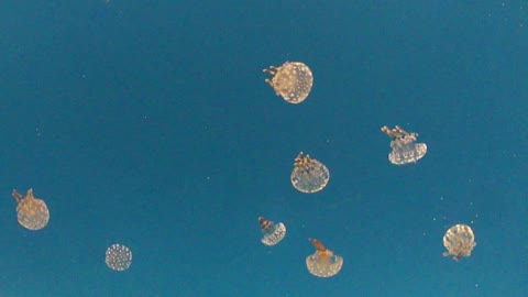Tiny Jellies floating in tank at Scripts Institute
