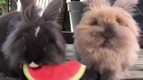 The rabbit is eating watermelon