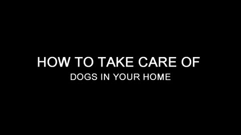 How to Take Care of Dogs In Your Home.