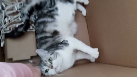 Munchkin Cat named Neko...In a Box!!!