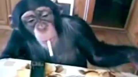 funny monkey 🐒 video clips