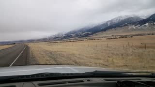 Massive Elk Herd Crosses Road in Paradise Valley