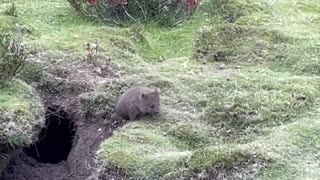 Baby Wombat Emerges From Burrow