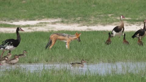 Fox hunting birds in a pond - With beautiful music