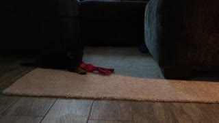 7 week old GSD plays with her new squeaky toy