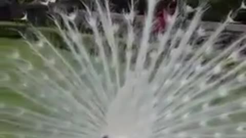 White Peacock Eat a Snake