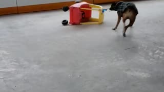 Dog Does Donuts with Toy Car