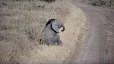 Baby elephant throwing a tantrum