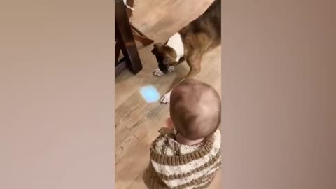 Dog and Baby are best of friends