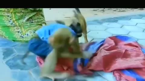 Funny Monkey and Dog Fighting 😂😂😂😆😆