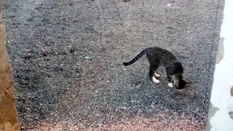 Gato brincando com a comida