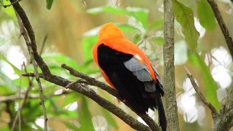 A Cute Black And Orange Finch Perched On A Tree